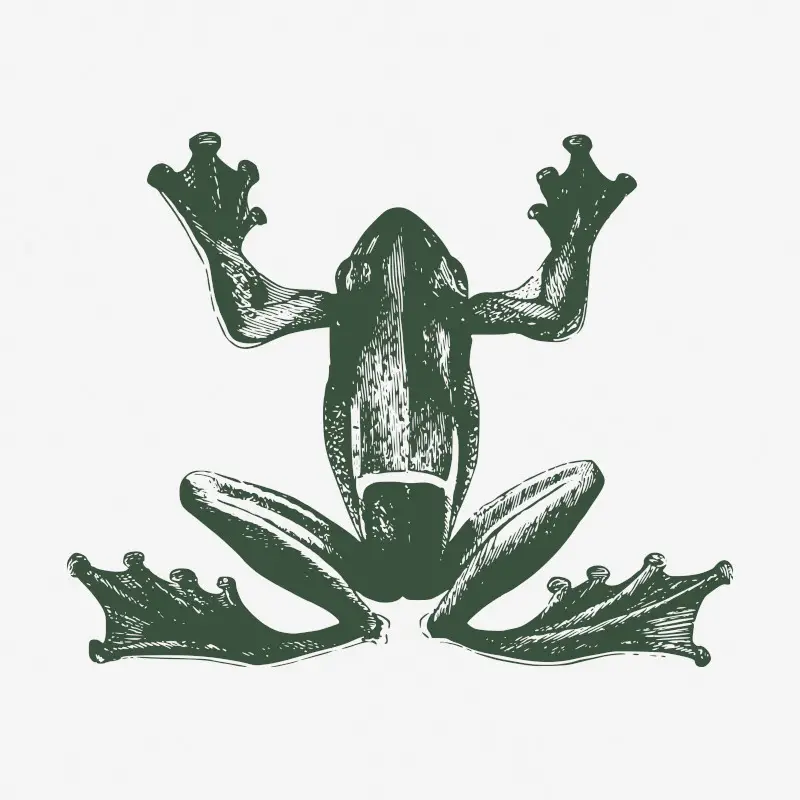 Green Frog Anatomy Vintage Painting